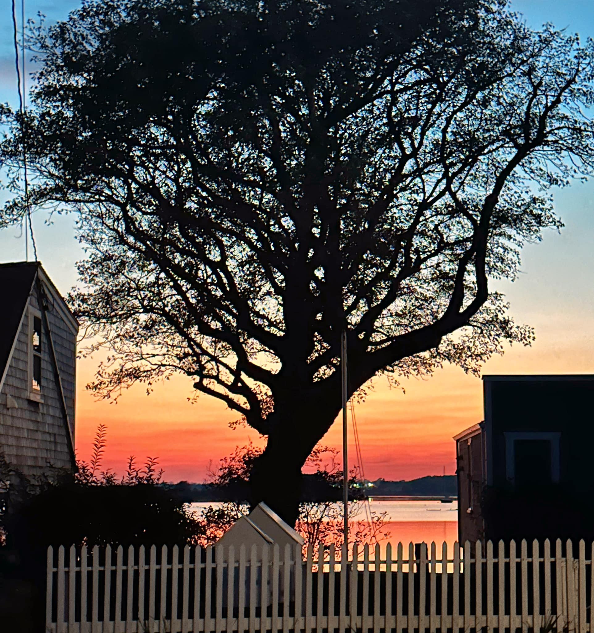 Tree silhouette and picket fence at sunset, Westport Point, Massachusetts